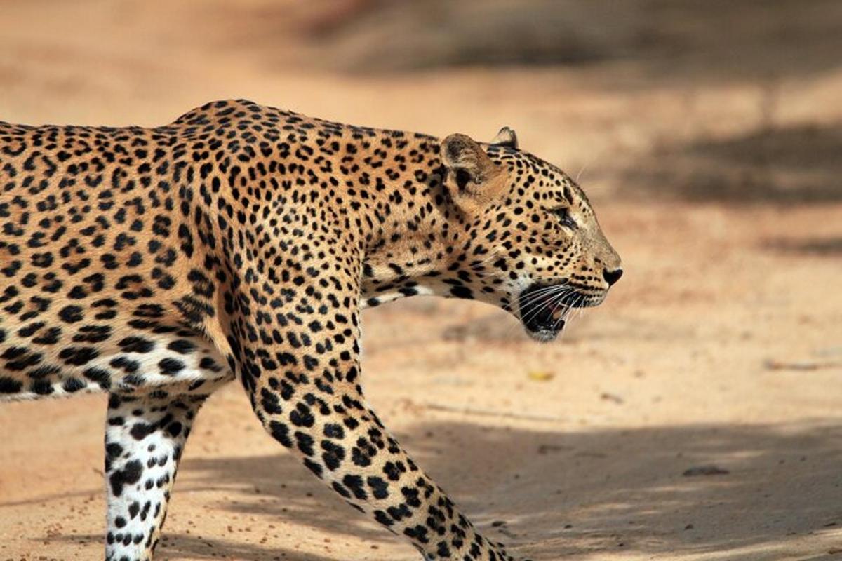 Yala National Park Morning or Afternoon Leopard Safari