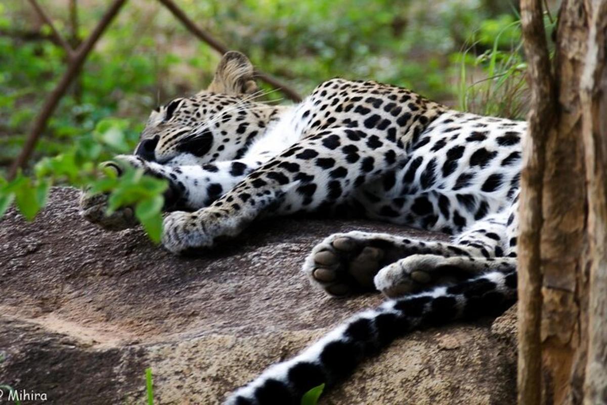 Udawalawe National Park | Private Safari Tour