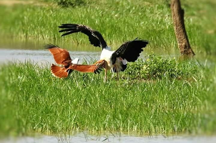 Lunugamvehera National Park Safari