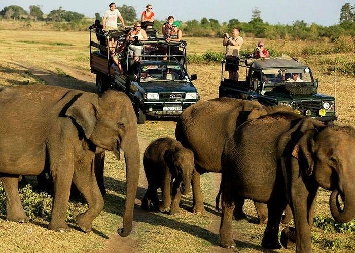 Udawalawe National Park Safari