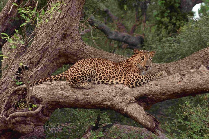 Wilpattu National Park Safari Tour from Colombo